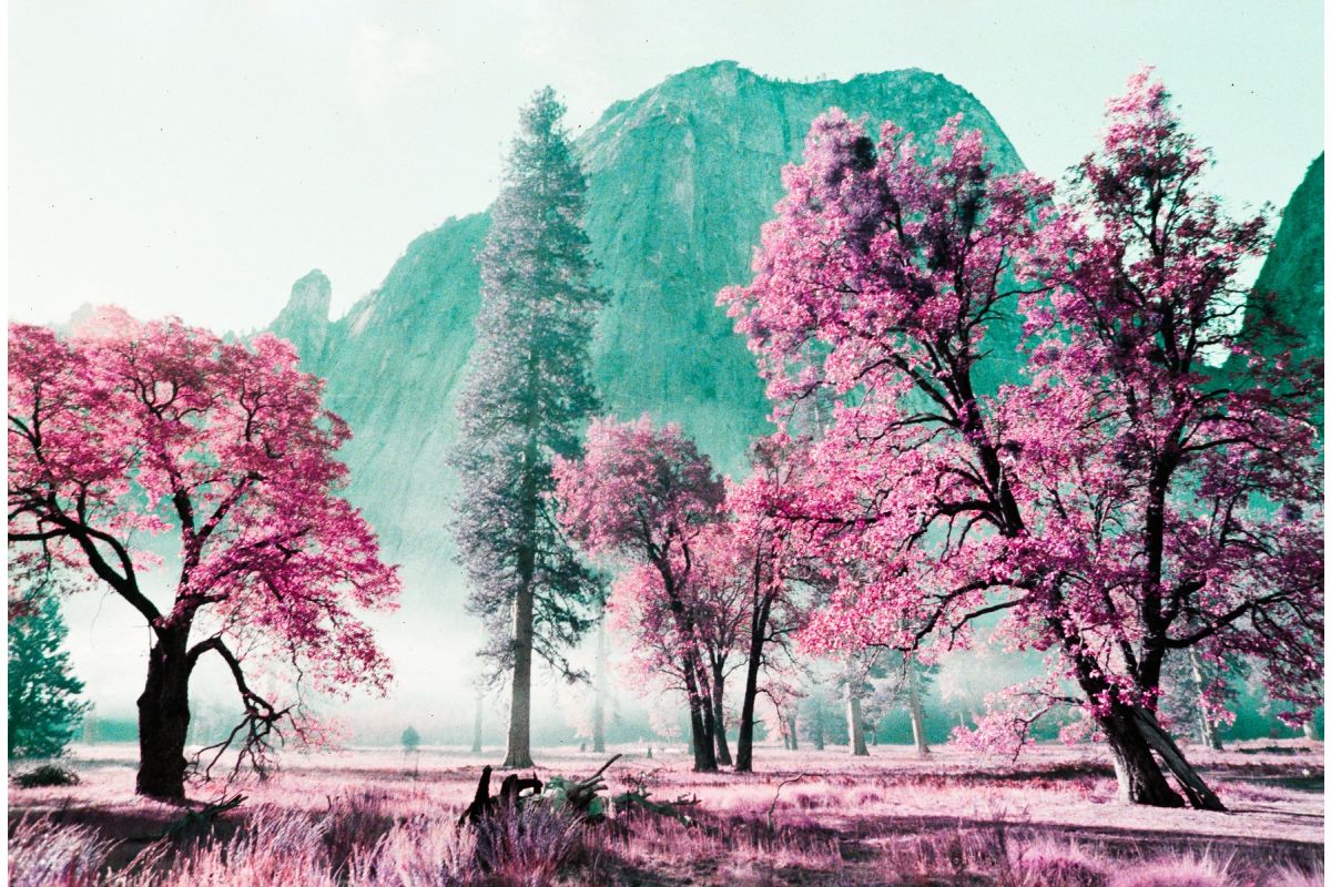 LomoChrome Purple Pétillant (Single Pack): 35mm  Film