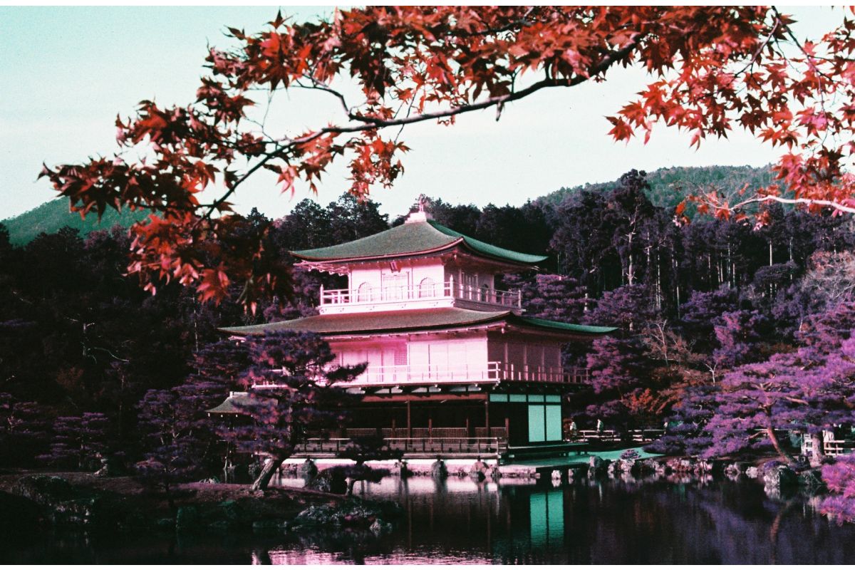 LomoChrome Purple Pétillant (Single Pack): 35mm  Film