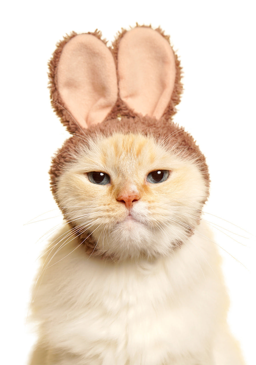 Cat Cap Rabbit Blind Box