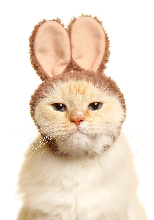 Cat Cap Rabbit Blind Box